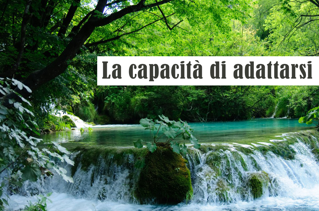 capacità adattarsi